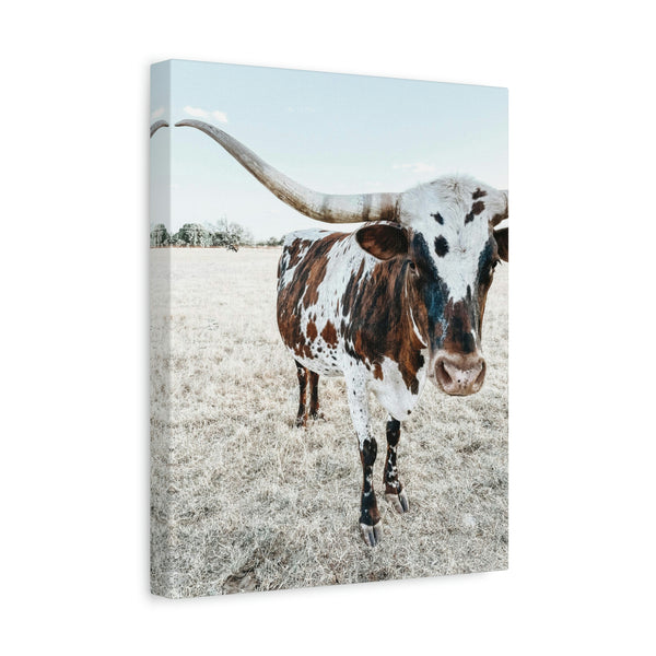 Charlotte Longhorn Cow Vertical Canvas