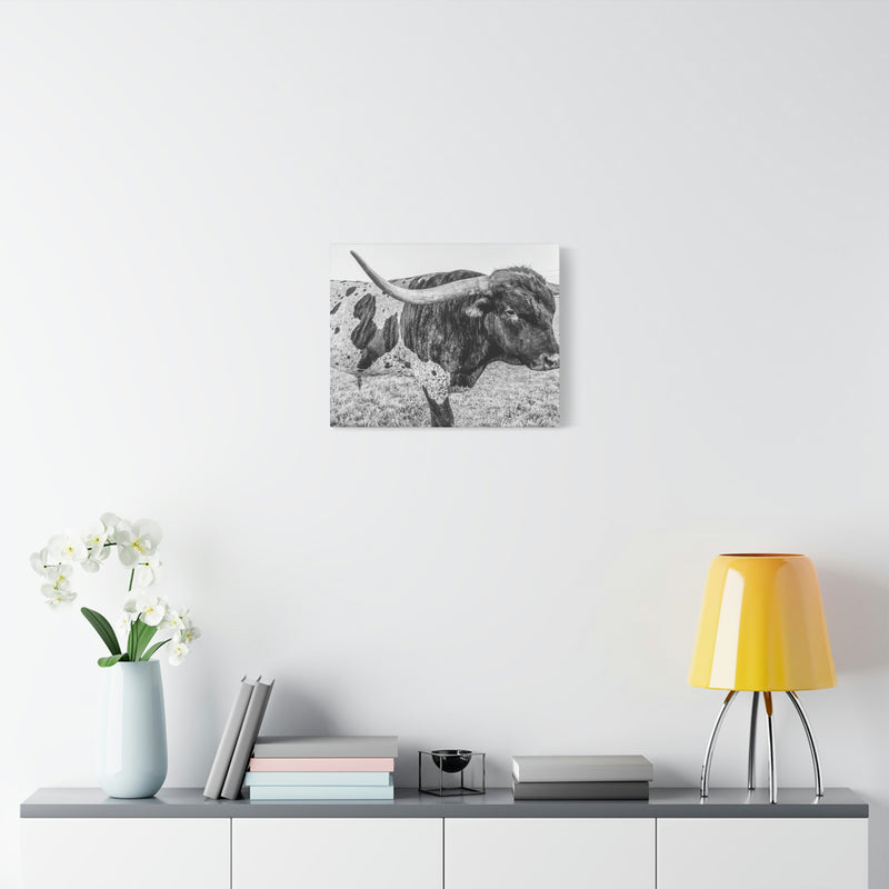 B&W Longhorn Bull Canvas