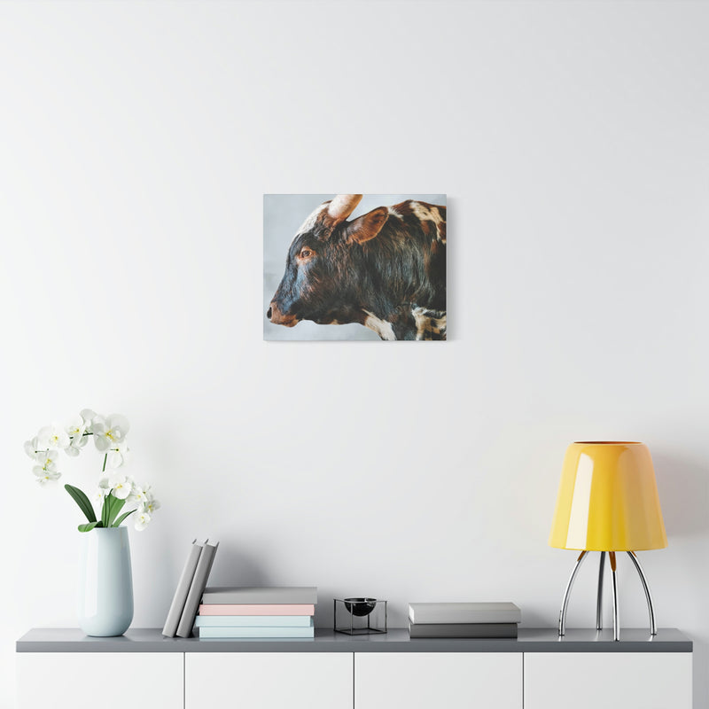 Longhorn Bull Canvas