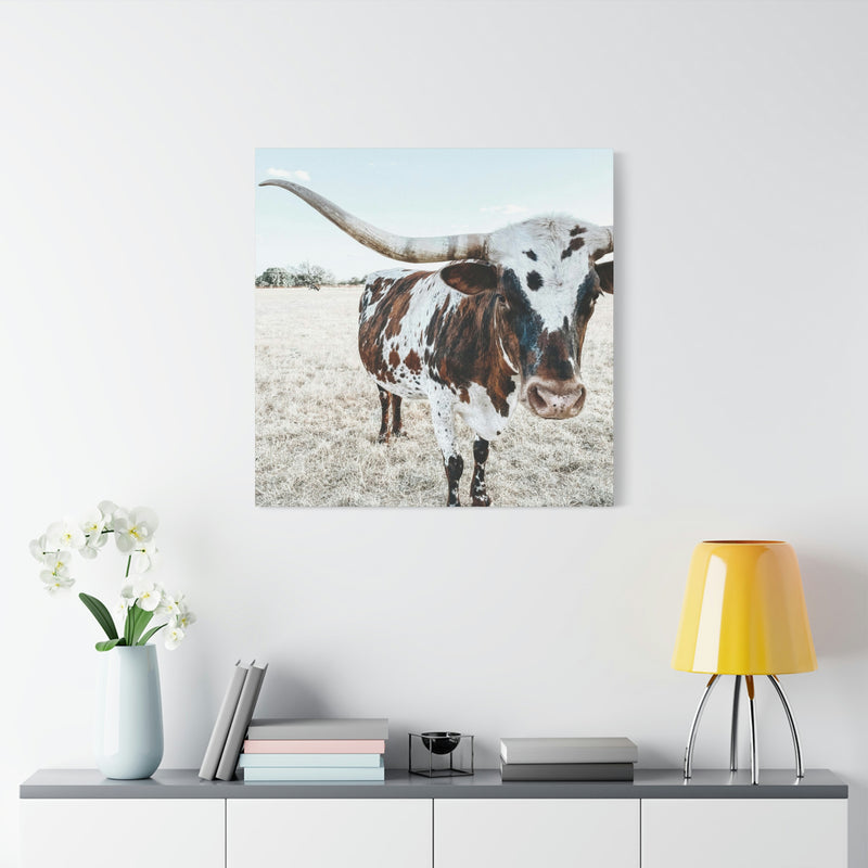 Charlotte The Longhorn Cow Square Canvas