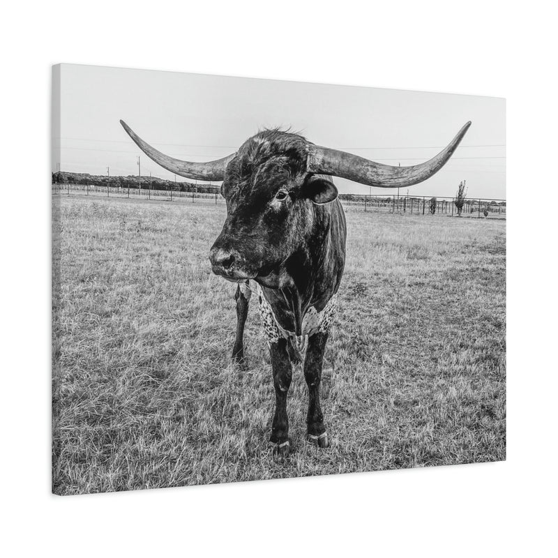 B&W Longhorn Bull Horizontal Canvas