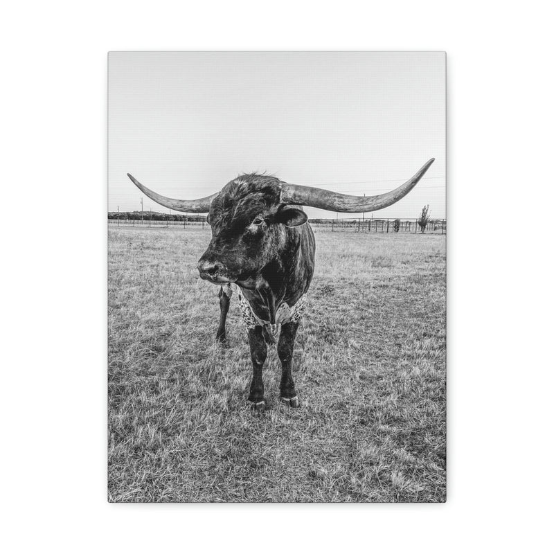 B&W Longhorn Bull Vertical Canvas