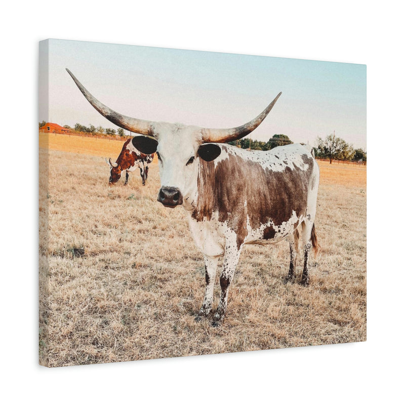 Longhorn Cow Canvas