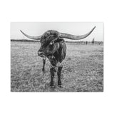 B&W Longhorn Bull Horizontal Canvas