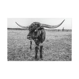 B&W Longhorn Bull Horizontal Canvas