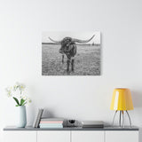 B&W Longhorn Bull Horizontal Canvas