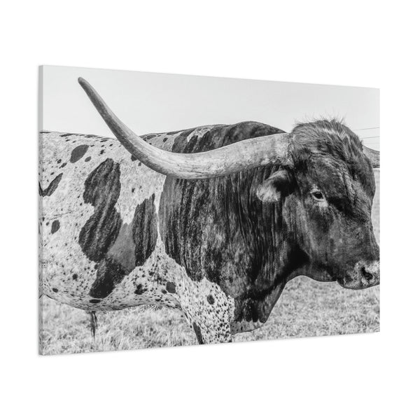 B&W Longhorn Bull Canvas