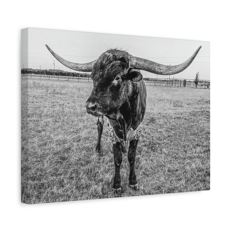 B&W Longhorn Bull Horizontal Canvas