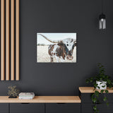 Charlotte The Longhorn Cow Horizontal Canvas