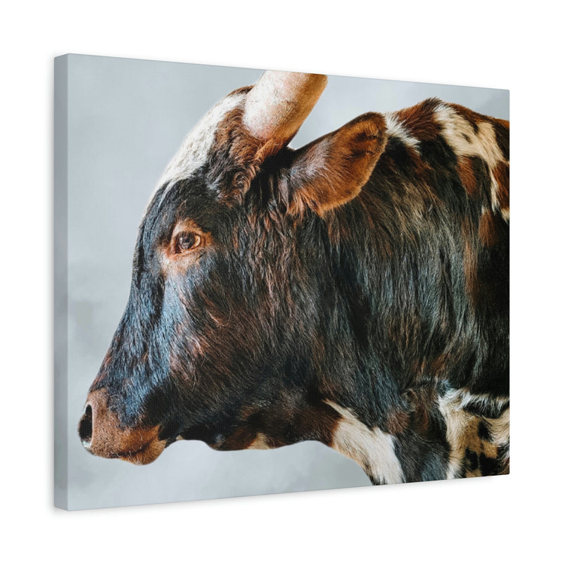 Longhorn Bull Canvas