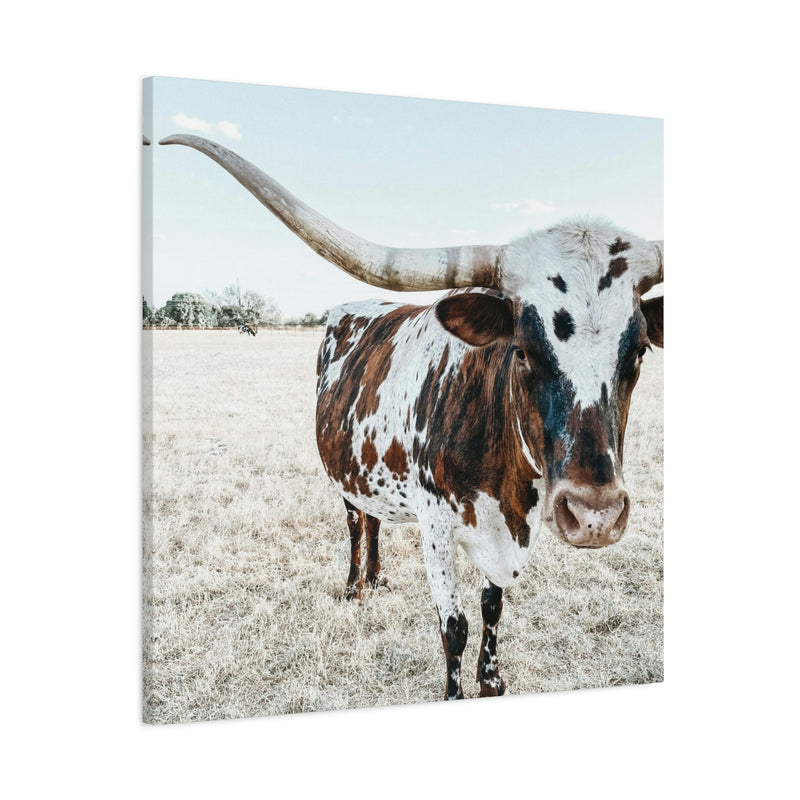 Charlotte The Longhorn Cow Square Canvas