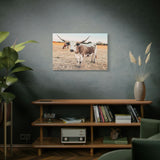 Longhorn Cow Canvas