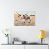 Longhorn Cow Canvas