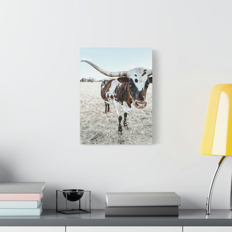 Charlotte Longhorn Cow Vertical Canvas