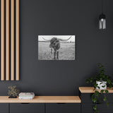 B&W Longhorn Bull Horizontal Canvas