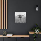 B&W Longhorn Bull Square Canvas