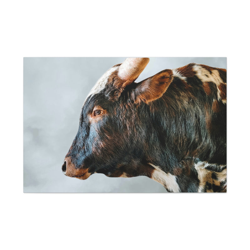 Longhorn Bull Canvas