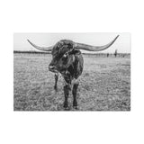 B&W Longhorn Bull Horizontal Canvas