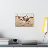 Longhorn Cow Canvas