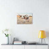 Longhorn Cow Canvas