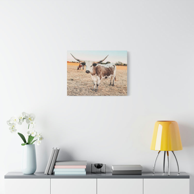 Longhorn Cow Canvas