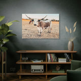 Longhorn Cow Canvas