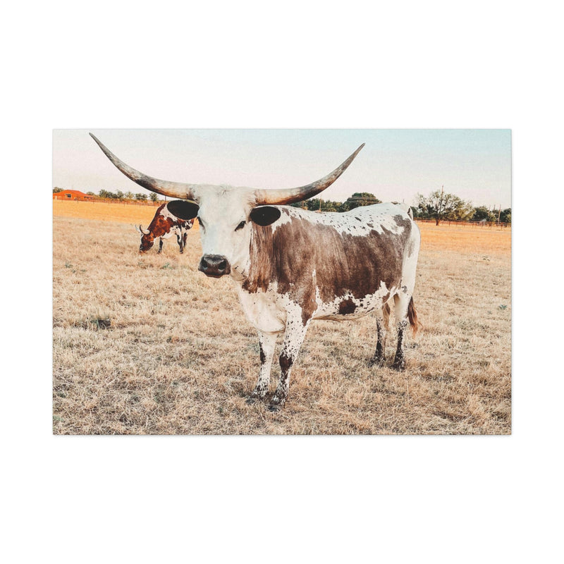 Longhorn Cow Canvas