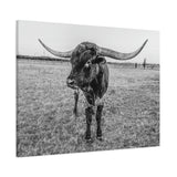 B&W Longhorn Bull Horizontal Canvas