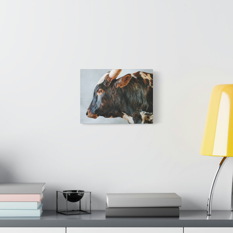 Longhorn Bull Canvas