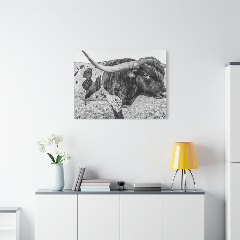 B&W Longhorn Bull Canvas