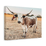 Longhorn Cow Canvas