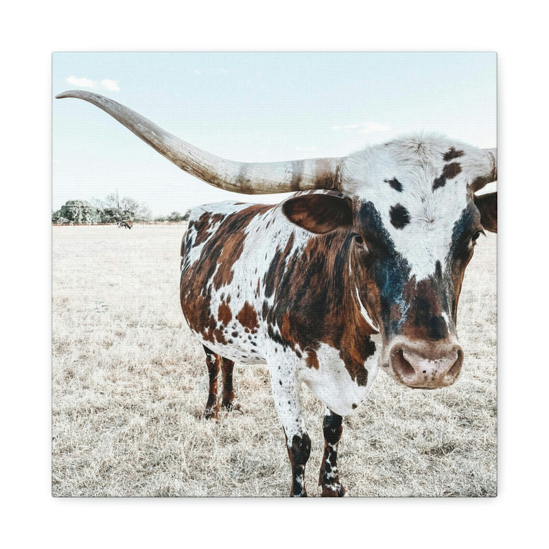 Charlotte The Longhorn Cow Square Canvas