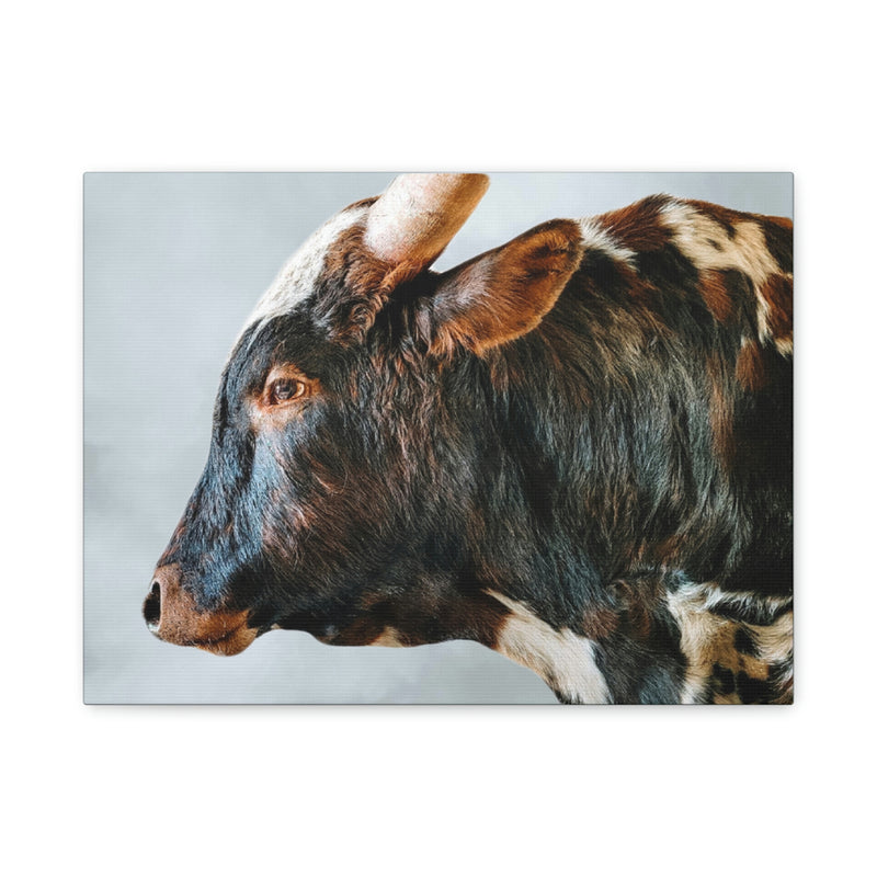 Longhorn Bull Canvas