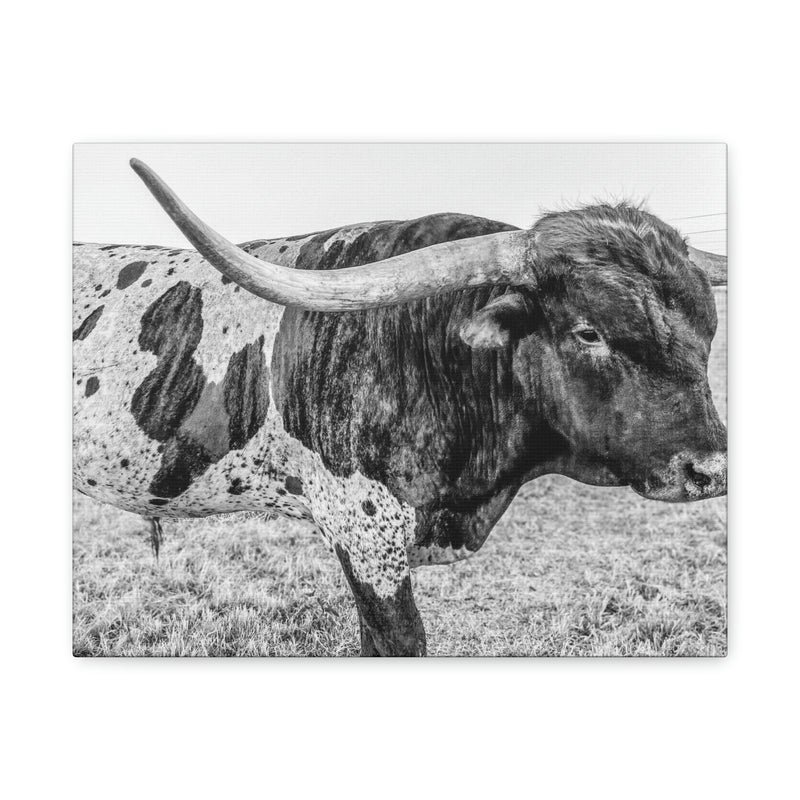 B&W Longhorn Bull Canvas