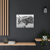 B&W Longhorn Bull Canvas