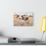 Longhorn Cow Canvas