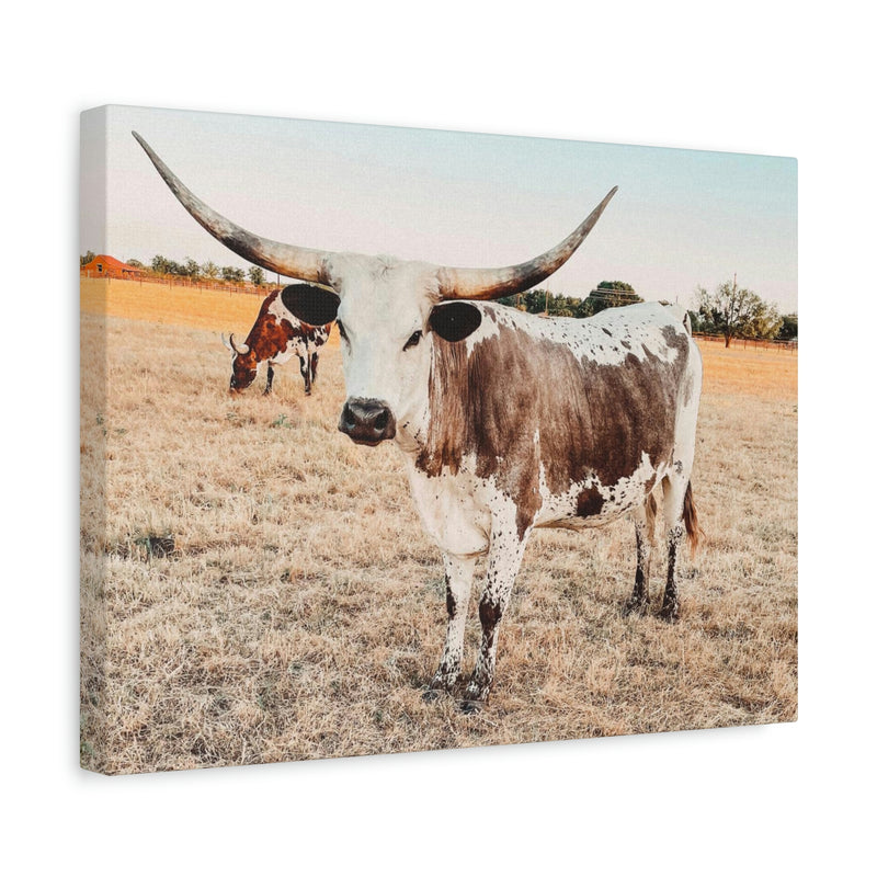 Longhorn Cow Canvas