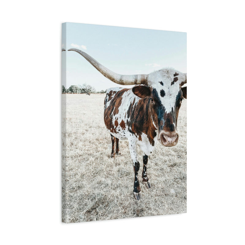 Charlotte Longhorn Cow Vertical Canvas