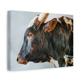 Longhorn Bull Canvas