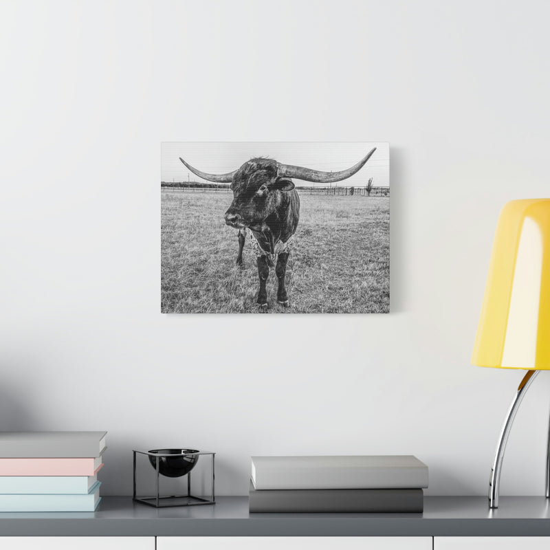 B&W Longhorn Bull Horizontal Canvas