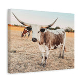 Longhorn Cow Canvas