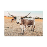 Longhorn Cow Canvas