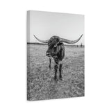 B&W Longhorn Bull Vertical Canvas