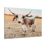 Longhorn Cow Canvas