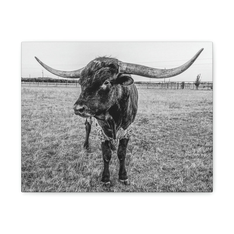 B&W Longhorn Bull Horizontal Canvas