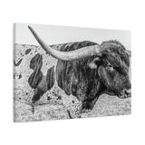 B&W Longhorn Bull Canvas