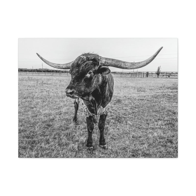 B&W Longhorn Bull Horizontal Canvas