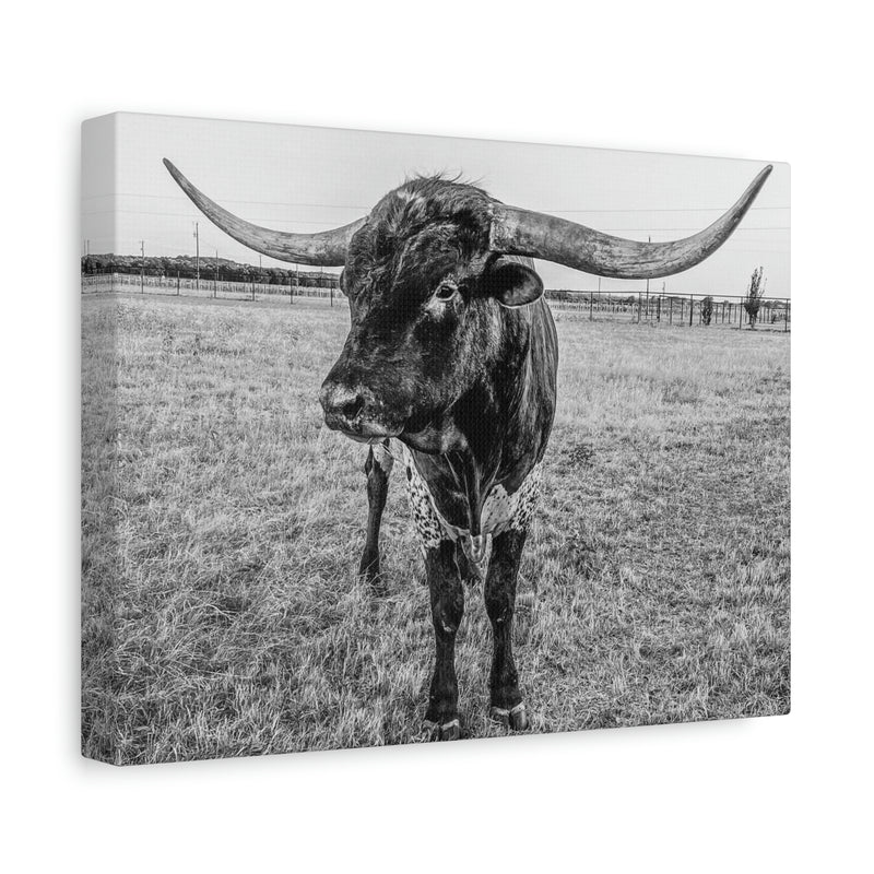 B&W Longhorn Bull Horizontal Canvas