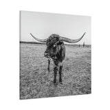 B&W Longhorn Bull Square Canvas