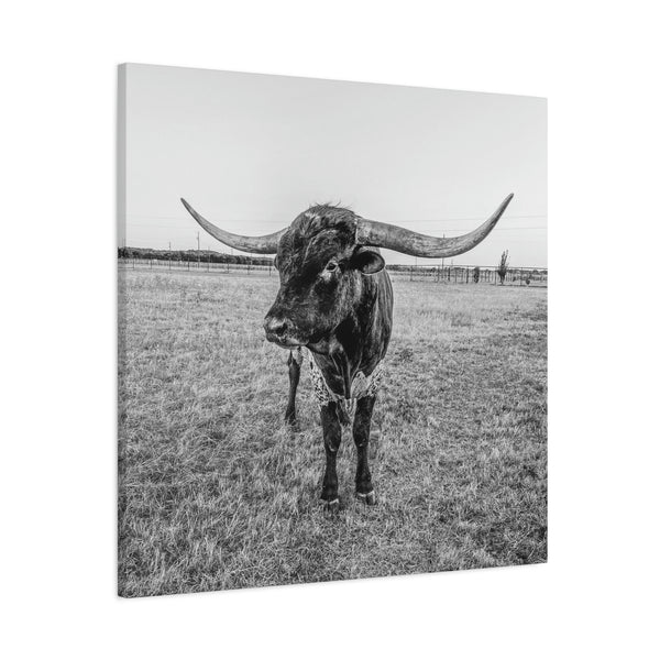 B&W Longhorn Bull Square Canvas